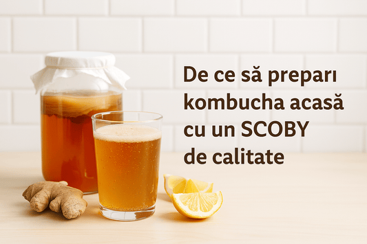 De ce să prepari kombucha acasă cu un SCOBY de calitate - Gut2be