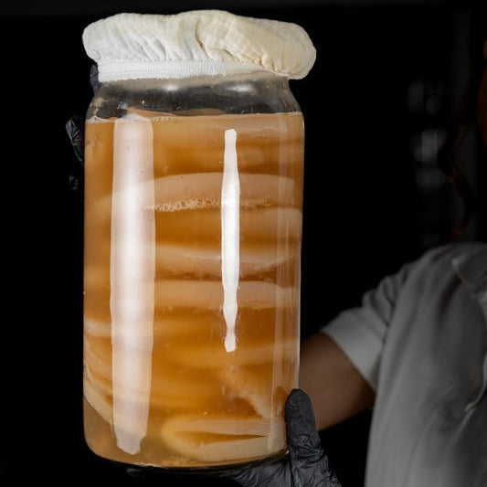 ciupercă kombucha GUT2BE cu lichid starter pentru fermentare acasă