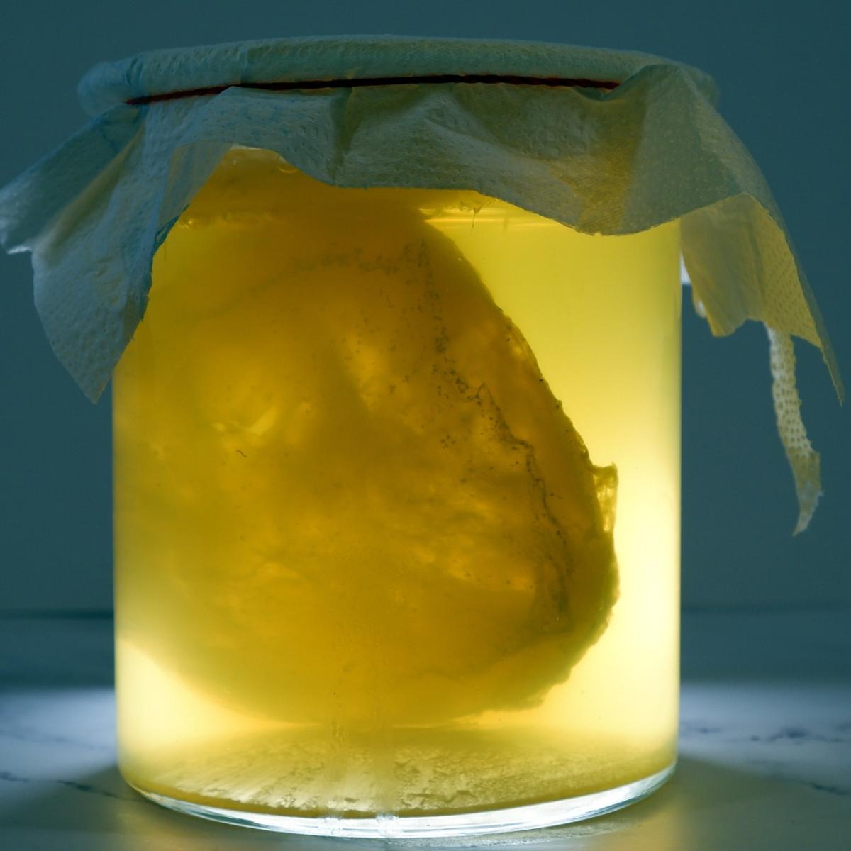 ciupercă kombucha cu lichid starter cultură naturală pentru fermentare